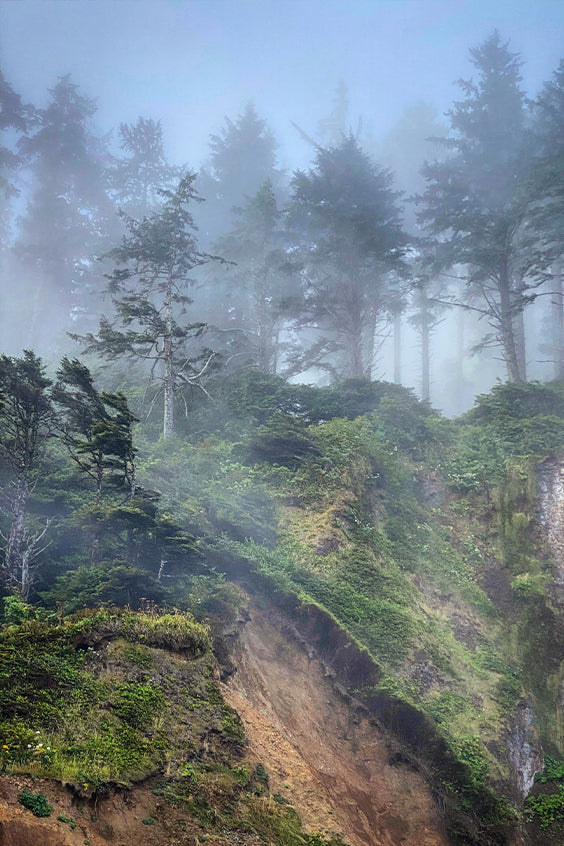 Mist in The Trees Post Card