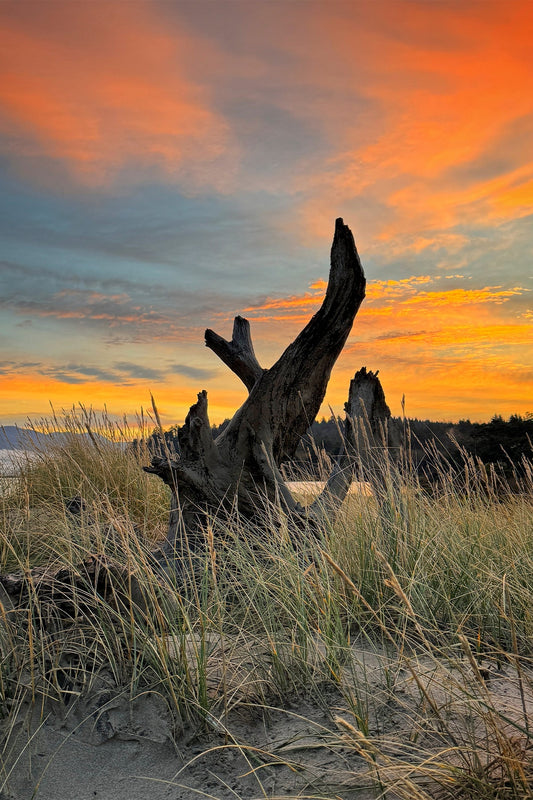 Driftwood Flame Post Card