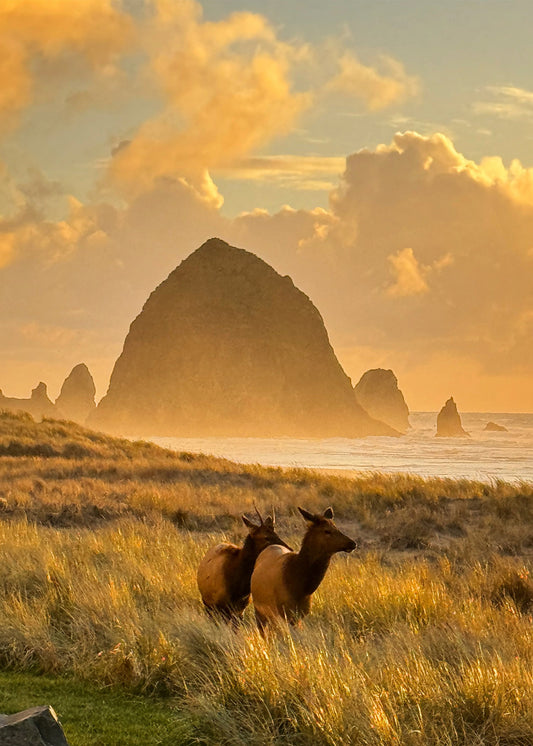 Haystack Rock Elk Couple Greeting Card