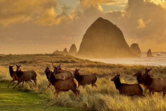 Haystack Herd Running Landscape Post Card