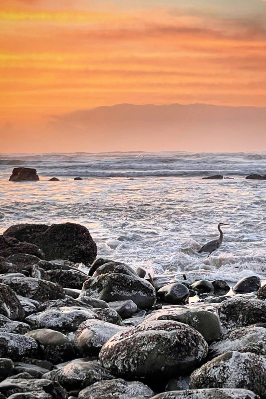 Heron at Sunset Post Card Postcard